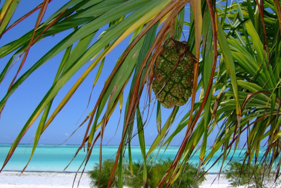 Fly, Flop & Culture, Zanzibar & Stone Town<br><br>